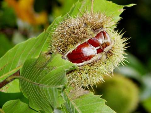 Doenças provocam quebra na produção de castanha