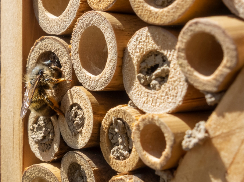 Alunos constroem "hotéis" para abrigo de abelhas em Vila Pouca de Aguiar