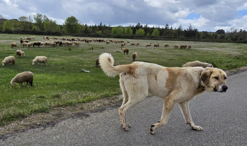 Mais de 2.600 cães de gado apoiados no Norte para repelir ataques de lobo ibérico
