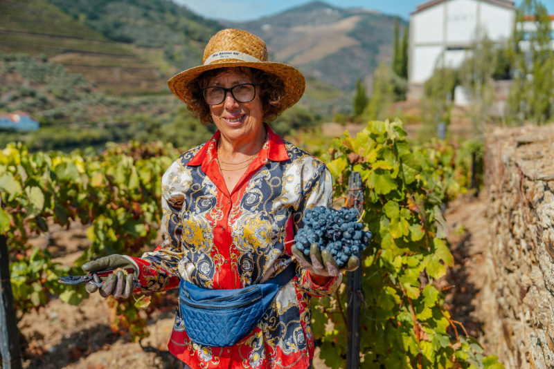 Douro já vindima com perspetivas de uma boa colheita