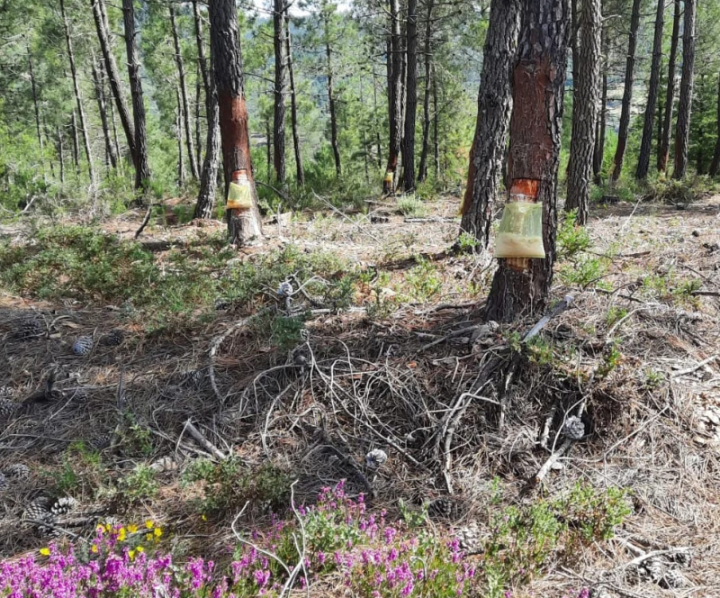 Novas técnicas de extração de resina demonstradas em Vila Pouca de Aguiar