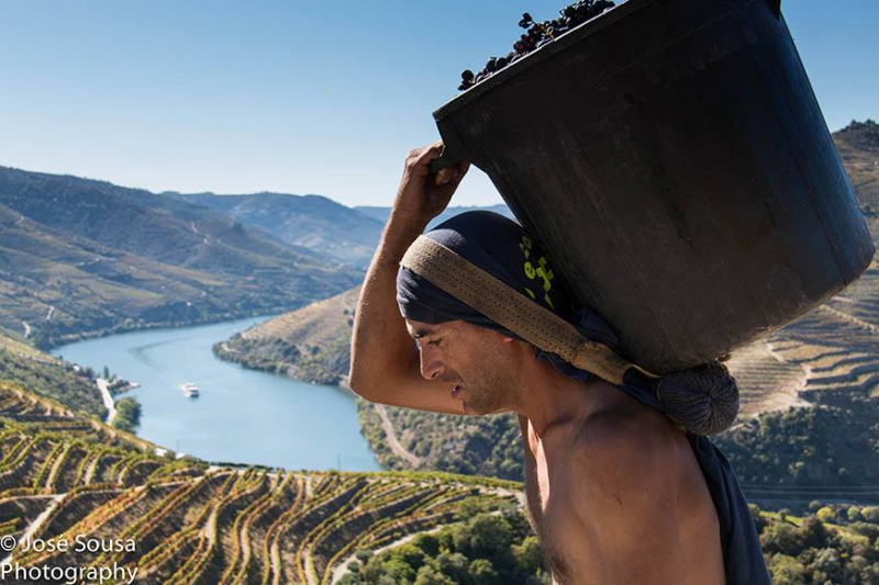 Instituto da Vinha e do Vinho delega nas CCDR competências na área da viticultura