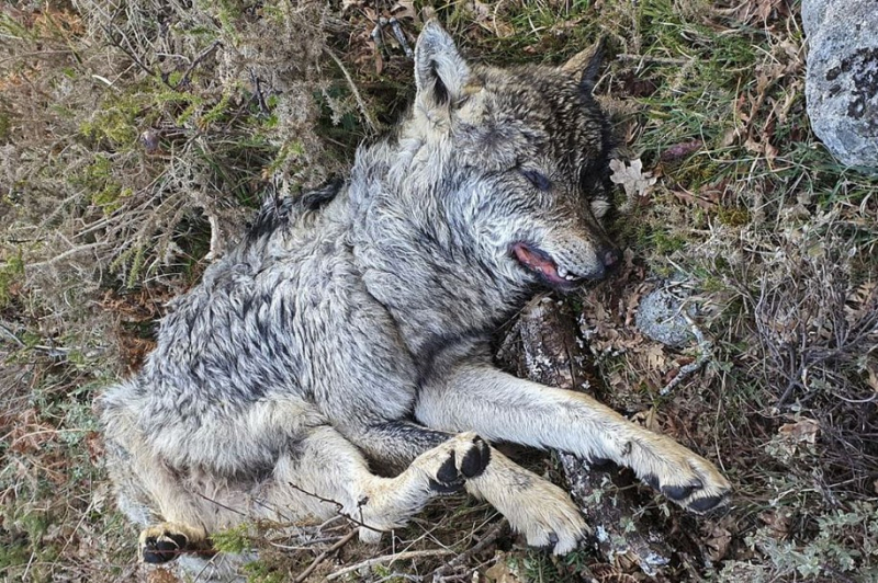 Três arguidos condenados por abate de seis lobos na Peneda-Gerês