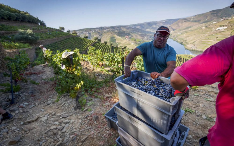 Douro quer saber quantas uvas ficaram por vindimar em 2024