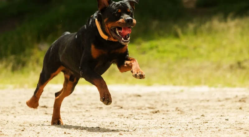 PJ investiga morte de criança que terá sido atacada por cão em Chaves