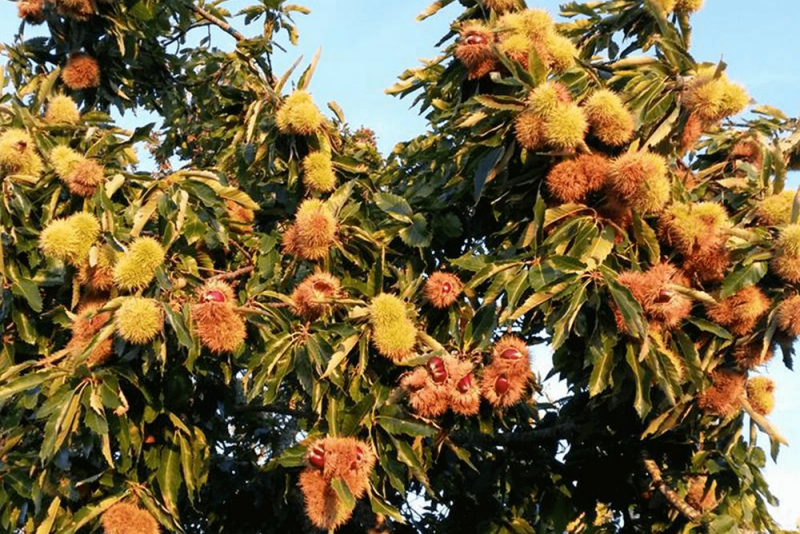 UTAD estuda exercício e flor de castanheiro na prevenção do cancro da próstata