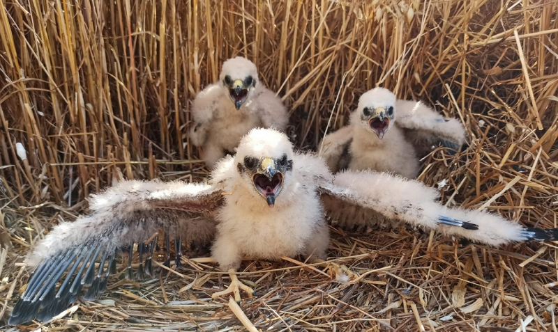 Iniciativa Life SOS Pygargus promove ação ibérica para a proteção do tartaranhão-caçador