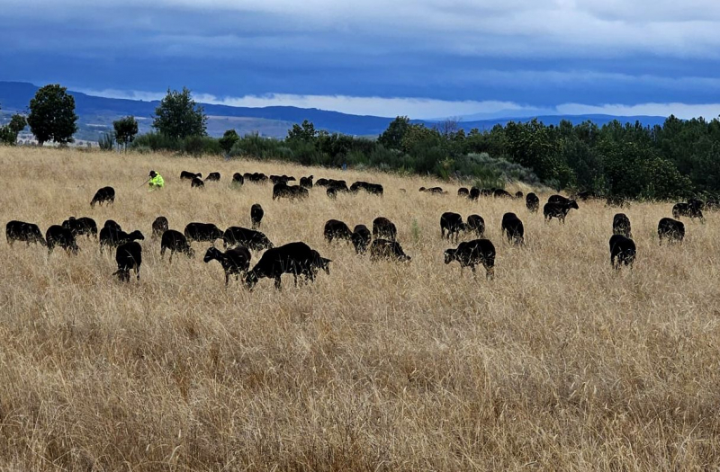 Ministro da Agricultura anuncia 30ME anuais para contribuir para a pastorícia