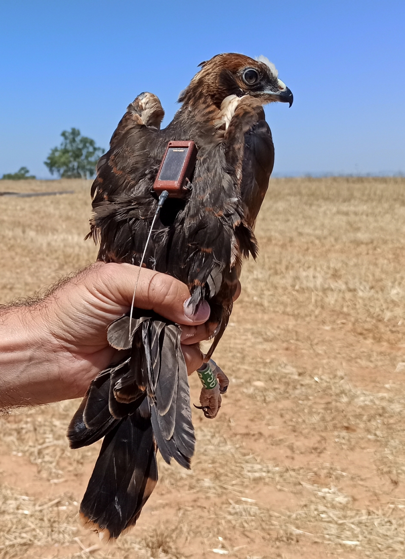 Associação Palombar coordena projeto para salvar a águia-caçadeira da extinção